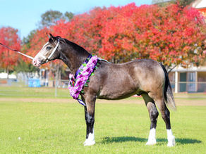 NSW breeders show off their latest crop of youngsters