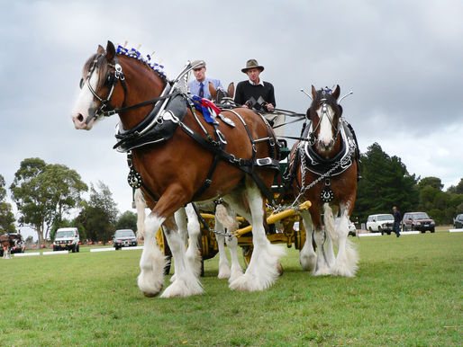 Idea for a new heavy horse festival goes the distance