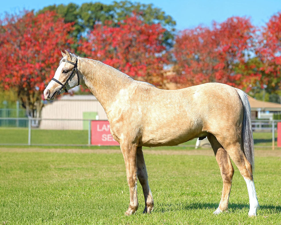 ABOVE: The Section B Welsh gelding champion was Cherrington Pony Stud's Cherrington Sir Jamieson. Picture: LORELLE MERCER