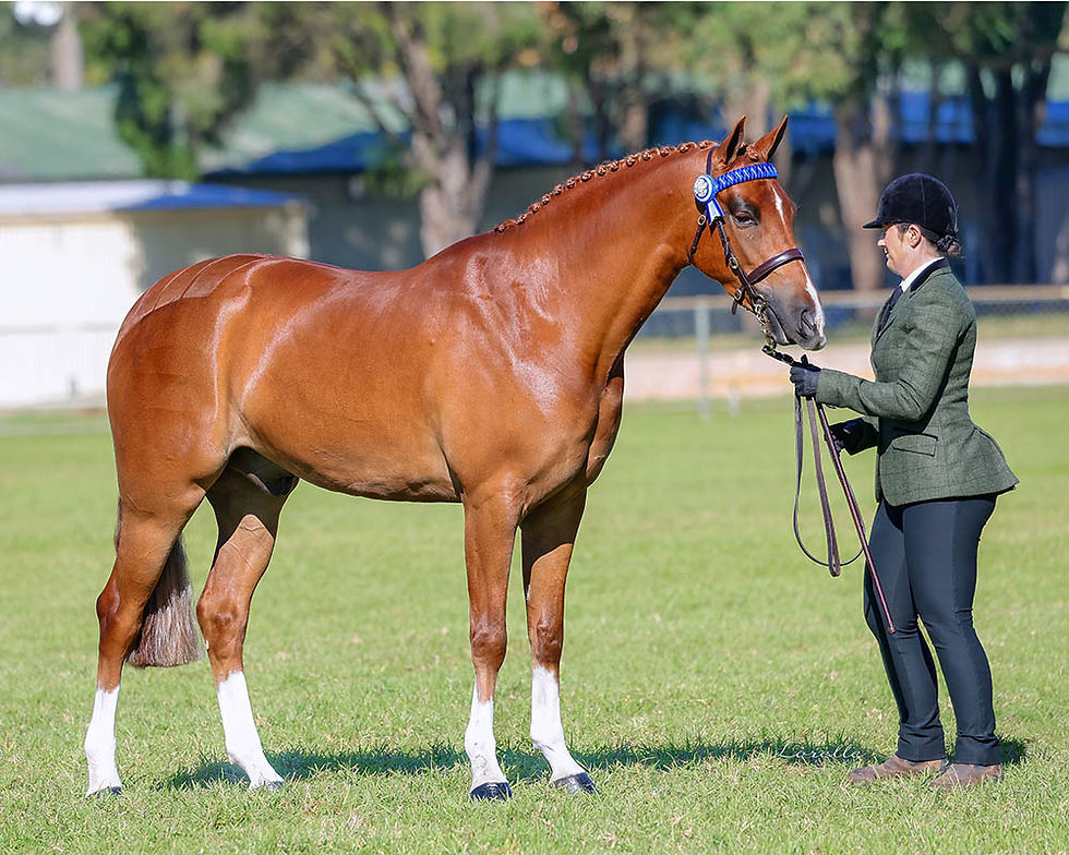 ABOVE: Kelly Ralph and her reserve champion future show hunter KL Resignation. Picture: LORELLE MERCER