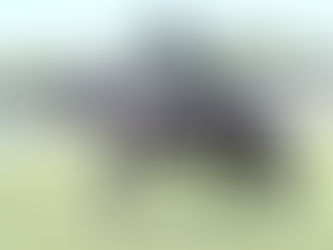 Show season off and running with VAS championships 