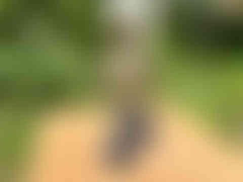 Knobbly Lugs for Candles