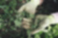 gardening-2518377_1920.jpg