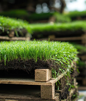 GREEN SOD.jpeg