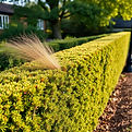 hedge cutting, hedge trimming.jpg