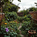 overgrown garden, messy garden.jpg