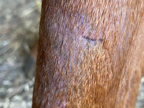 Rogowacenie skóry kości śródstopia (ang. equine cannon keratosis), znane również jako zapalenie skóry kości śródstopia, „brud stajenny” (stud crud) lub „leg funk”, jest schorzeniem skóry dotykającym