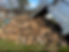 IMG_0589.PNG