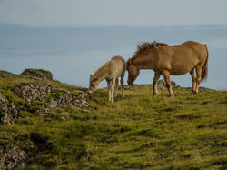 Cavalos Selvagens - Hofn Islandia