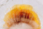 Corona