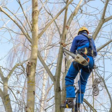 elagueur-au-travail-sur-un-arbre-520x333_edited.jpg