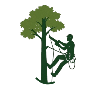 PNG solo arbol color_edited.png