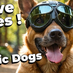 8/19/25 #90  HEROIC Dogs Trained to SAVE LIVES! 