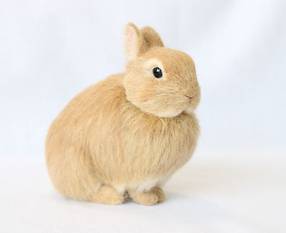 お座りしている羊毛フェルトのネザーランドドワーフ