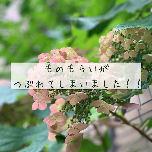 これはなかがつぶれてます 剃れ