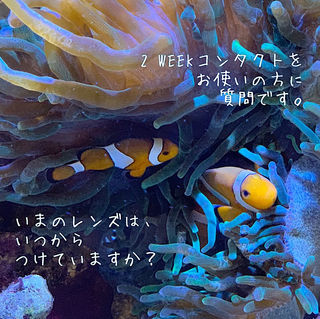 2ウィークコンタクトをお使いの方に質問です いまのレンズはいつからつけていますか