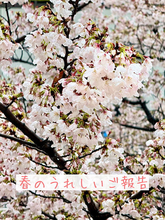 春のうれしいご報告