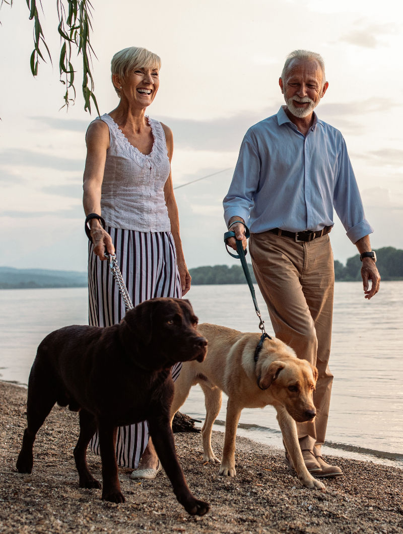 Protecting Your Pet's Future: A Guide to Succession Planning in India