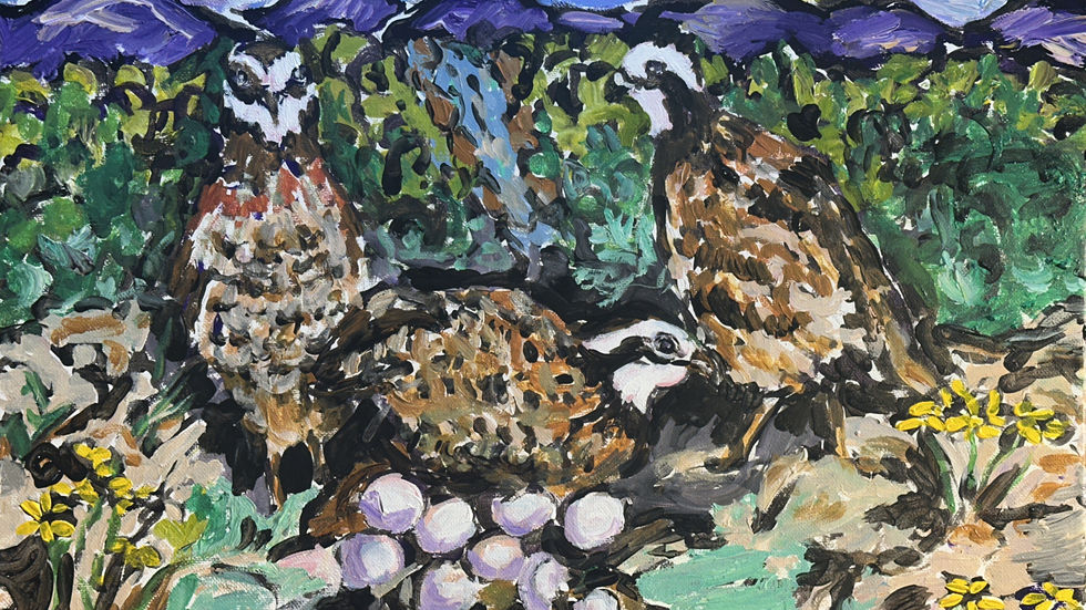 Colorful Bird Paintings