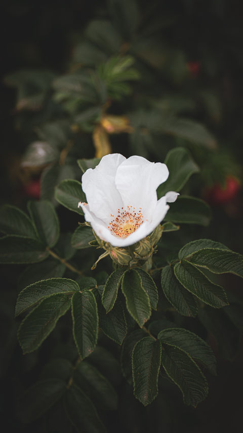 White flower blooming, green leaves