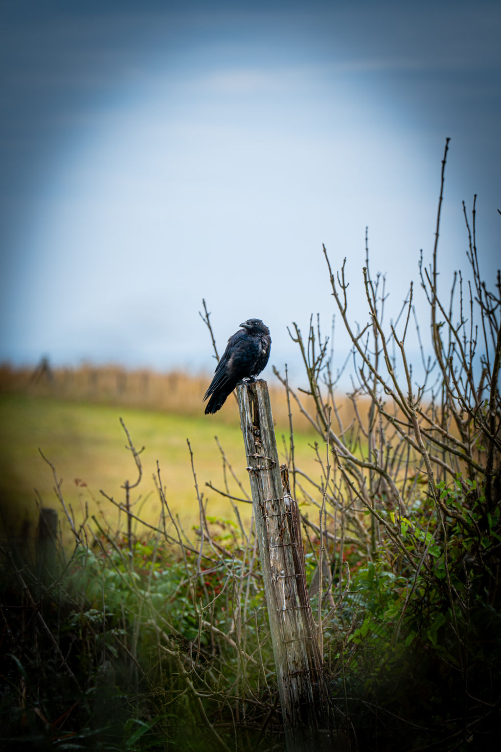 Crow perched on weathered post in field