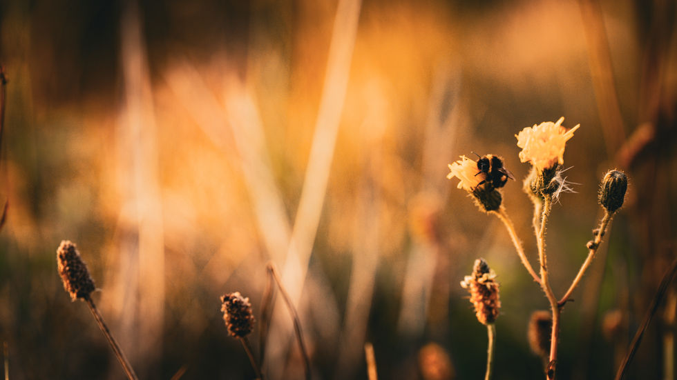 Golden hour wildflowers, nature's beauty