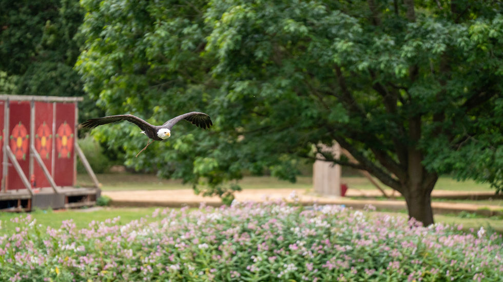 Eagle in flight over lush greenery