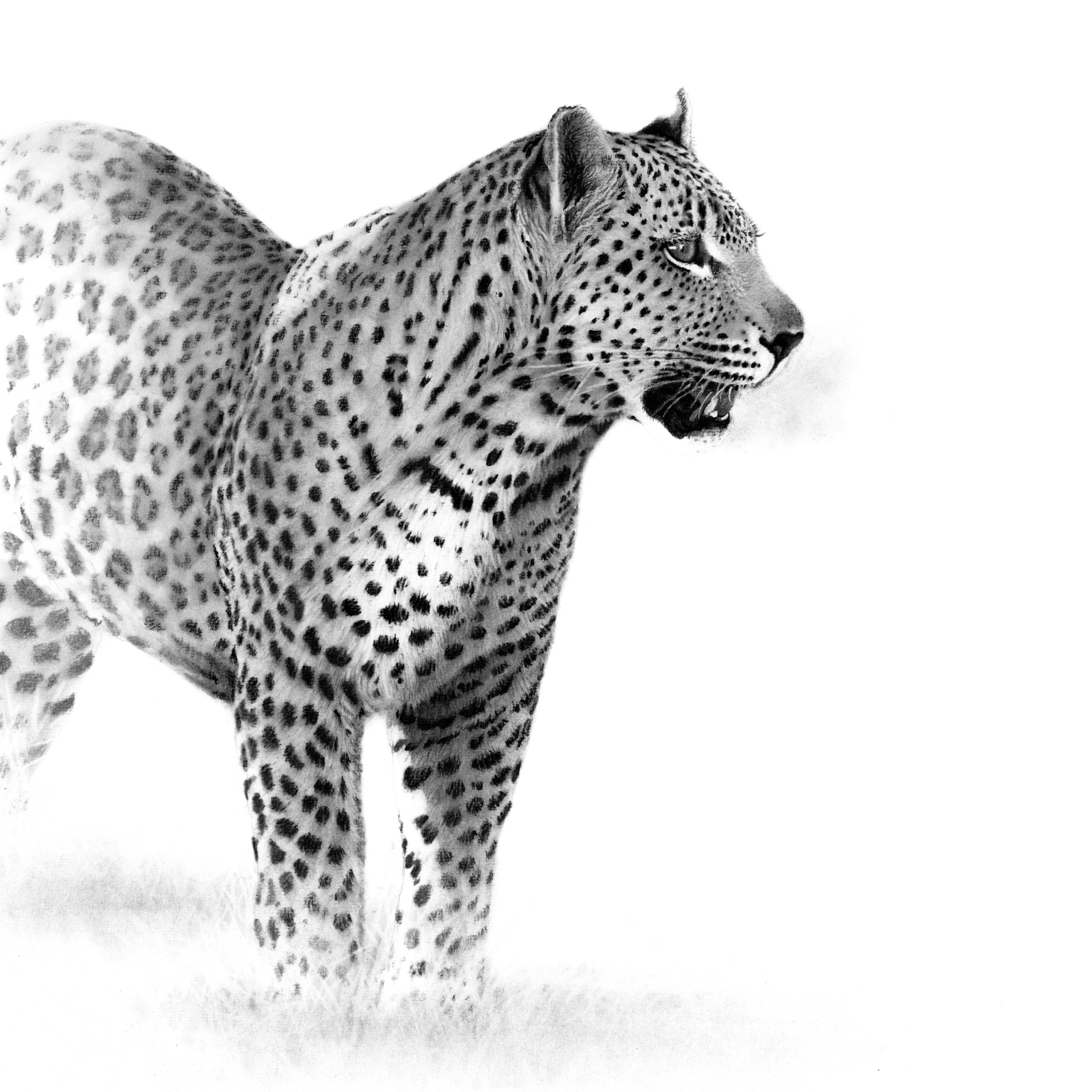 'Ingwe' 2019 - (Fine Art Print)
