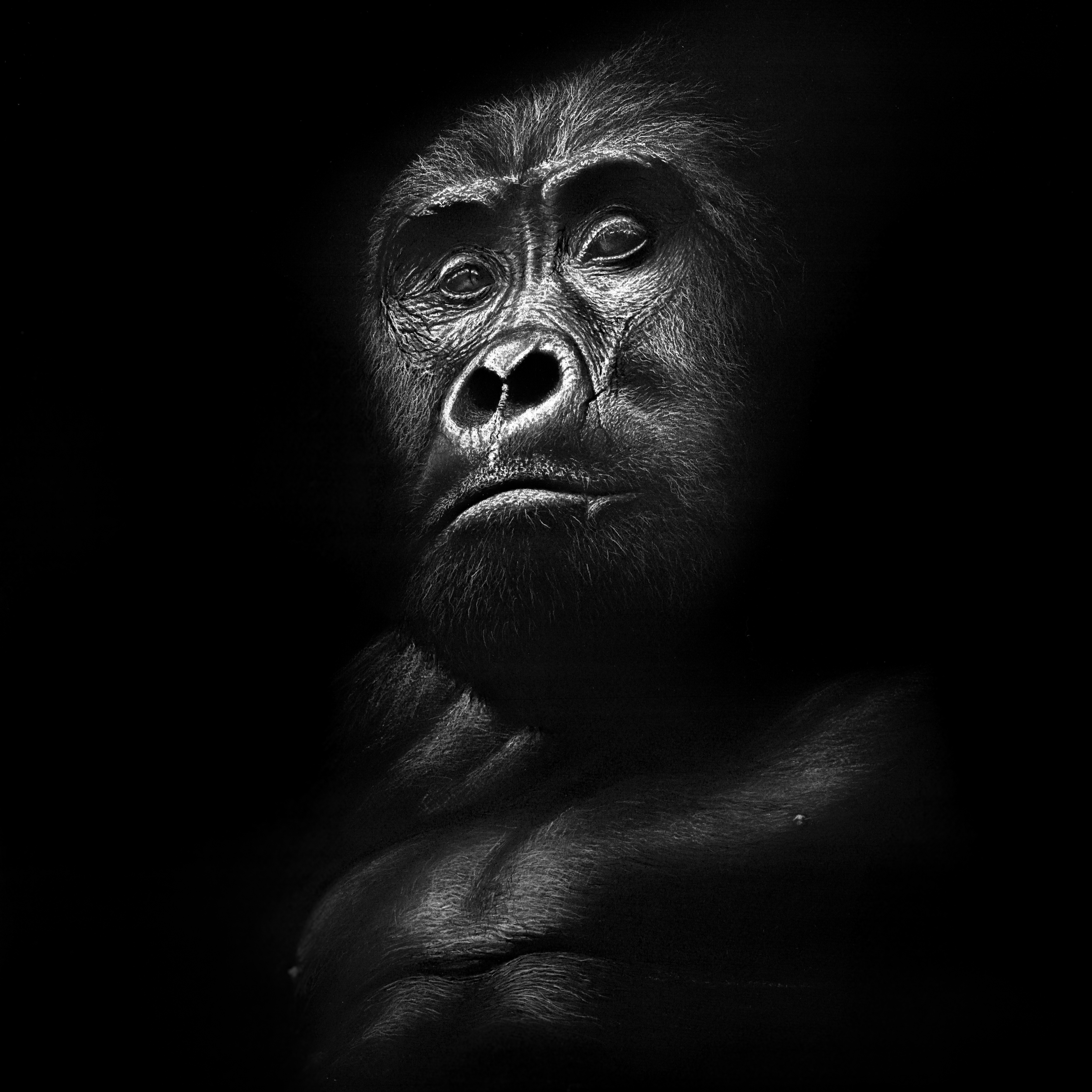'Kahungye King' 2020 - (Fine Art Print)