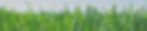greengrass_edited_edited_edited_edited.jpg