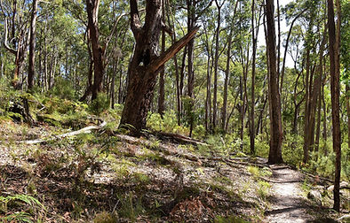 Take a wander through history on this scenic loop walk in the Wombat State Forest, following part of the Great Dividing Trail. Starting at Jack Cann Reserve, the track winds through beautiful open eucalypt forest and down around Whipstick Creek before looping back to where you began.

Along the way, discover fascinating relics from the region’s gold mining days, when hopeful diggers worked the land by hand in tough conditions. Keep an eye out for the remains of vertical and horizontal mine shafts (including one you can safely view from a purpose-built platform) offering a glimpse into the rugged life of the early goldfields.