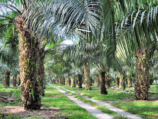 India janjikan bea masuk turun RDB Palm Oil setara Malaysia tahun ini