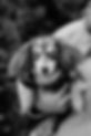 CarlyS_ChristmasMinis23_AWC-06bw.jpg