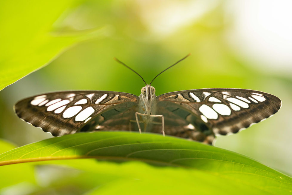 Tropischer Schmetterling