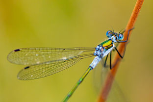 Gemeine Binsenjungfer