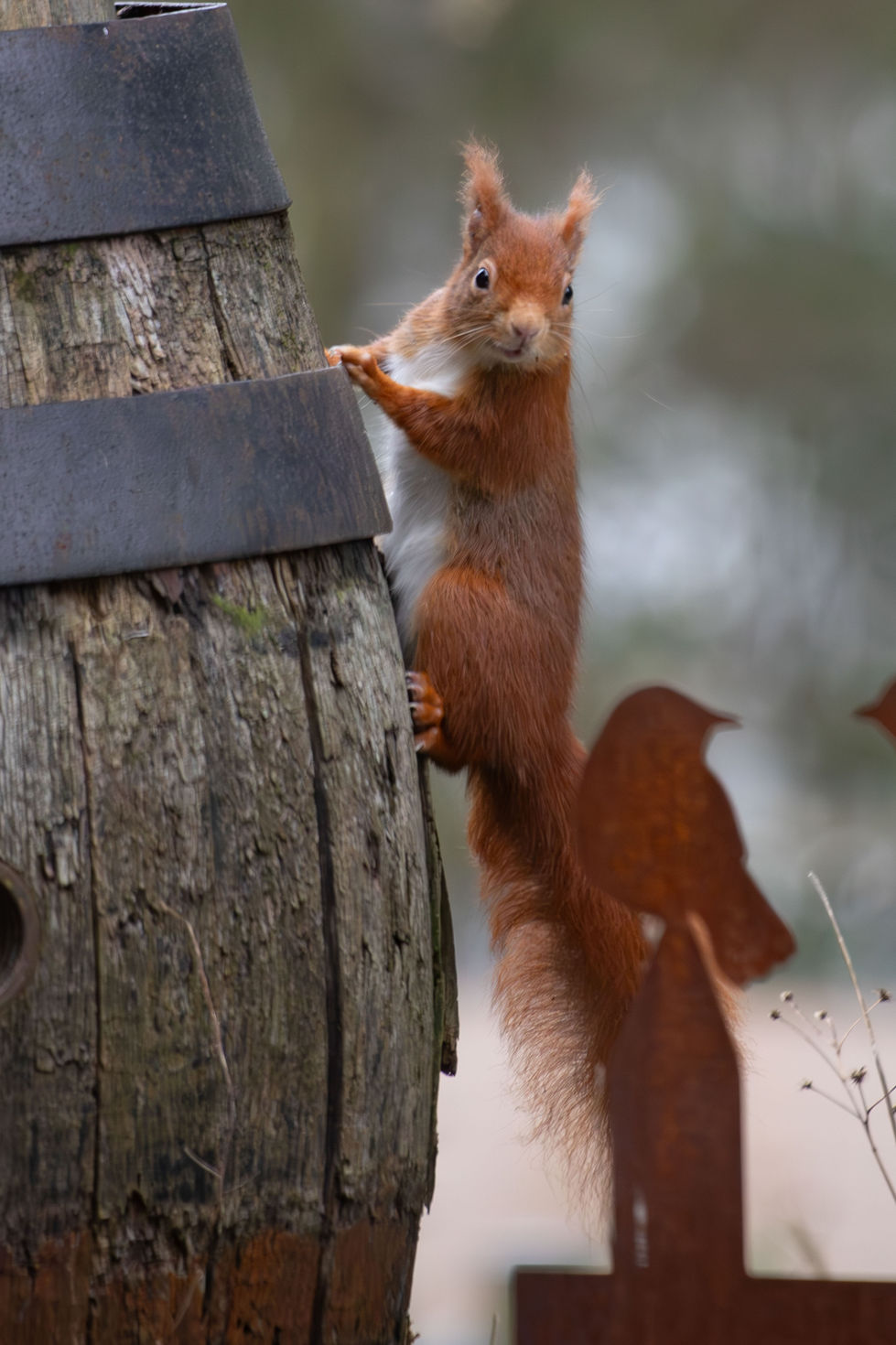 Eichhörnchen an Fass