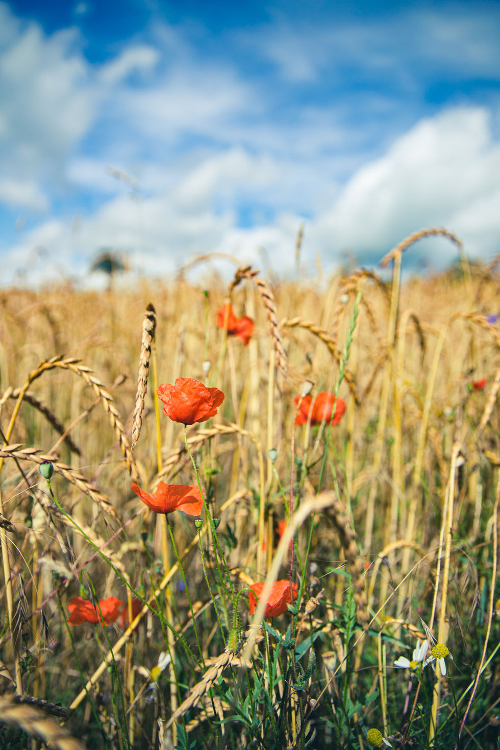 Landidylle mit Mohnblüten und Korn