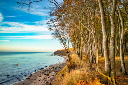 Wo Wald auf Meer trifft - Märchenwald bei Nonnevitz auf Rügen