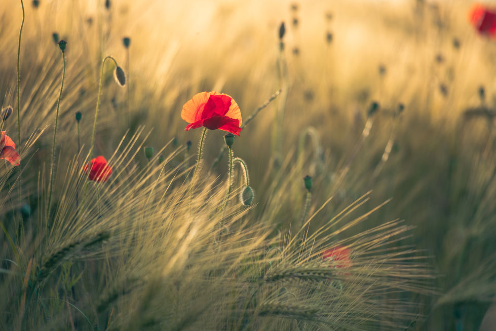 Mohn im Abendlicht Berensberg 2026-5