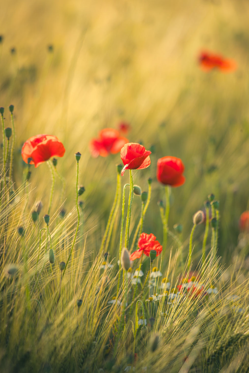 Mohn im Abendlicht Berensberg 2026-4
