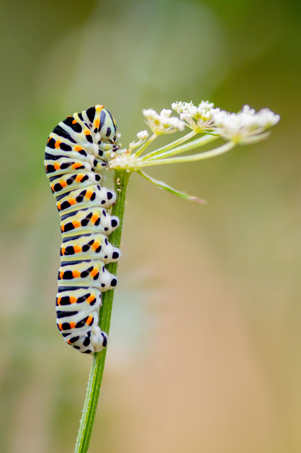 Raupe des Schwalbenschwanz an wilder Möhre