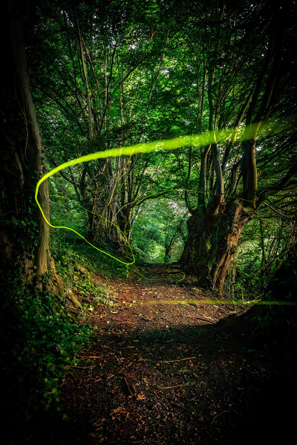 Leuchtspuren von Glühwürmchen im Wald