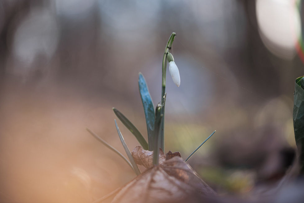 Schneeglöckchen
