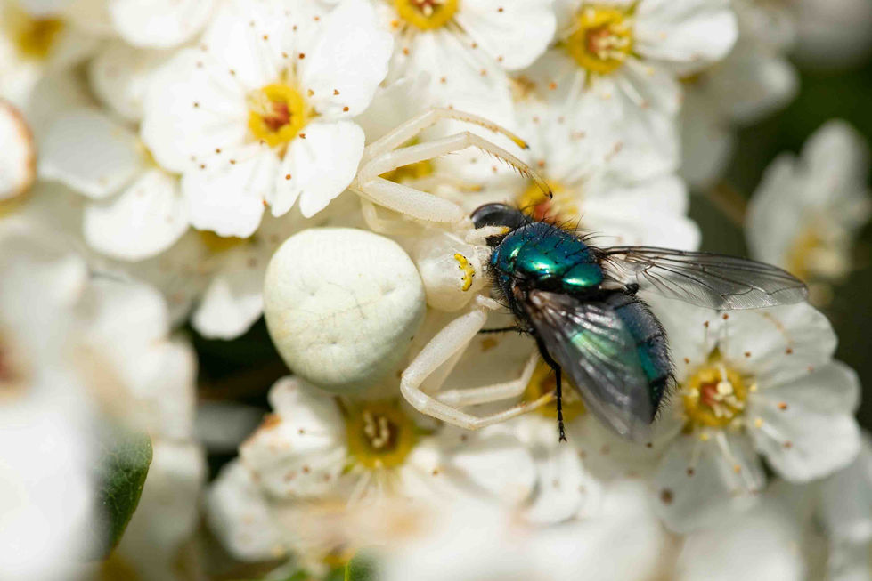 Krabbenspinne mit Fliege als Beute
