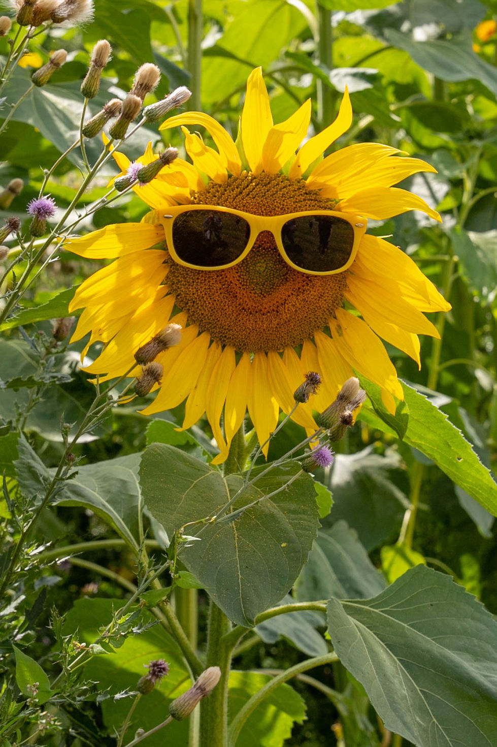 Sonnenblume mit Sonnenbrille