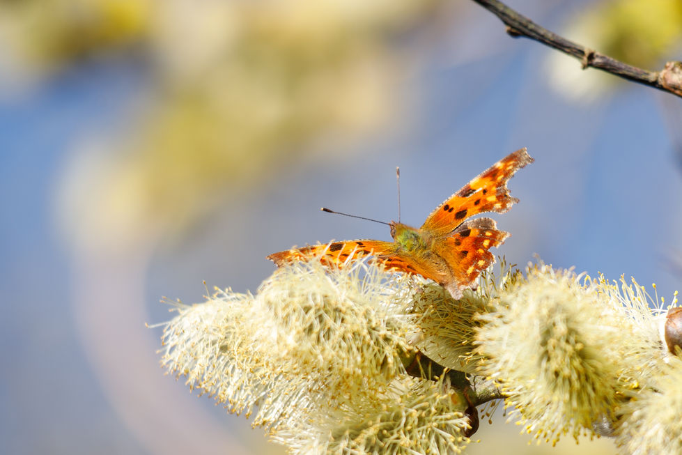 C-Falter im Weidenkätzchen