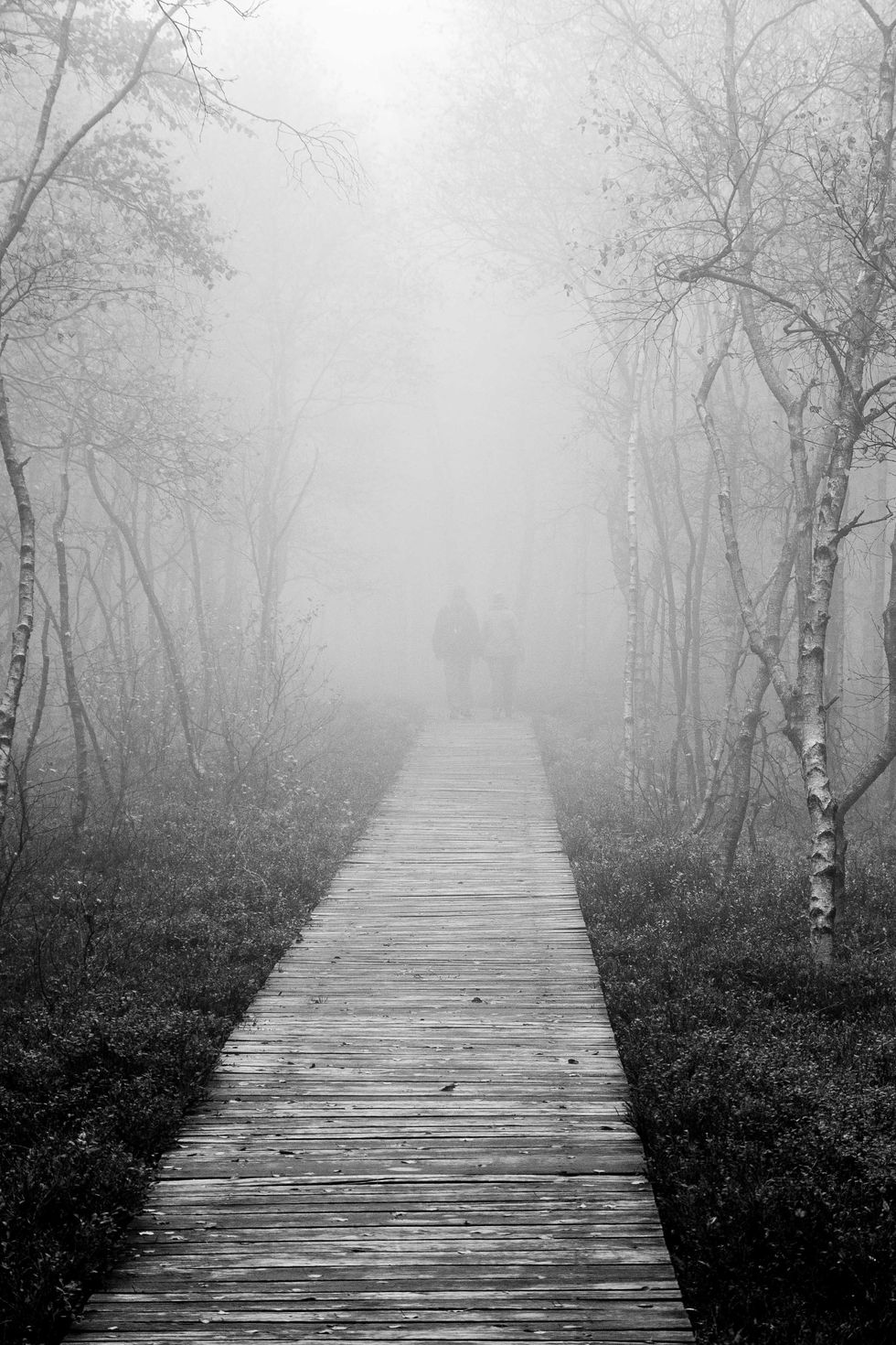 Bretterweg führt in den dichten Nebel