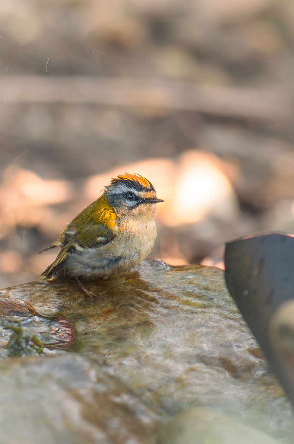 Sommergoldhähnchen beim Bad