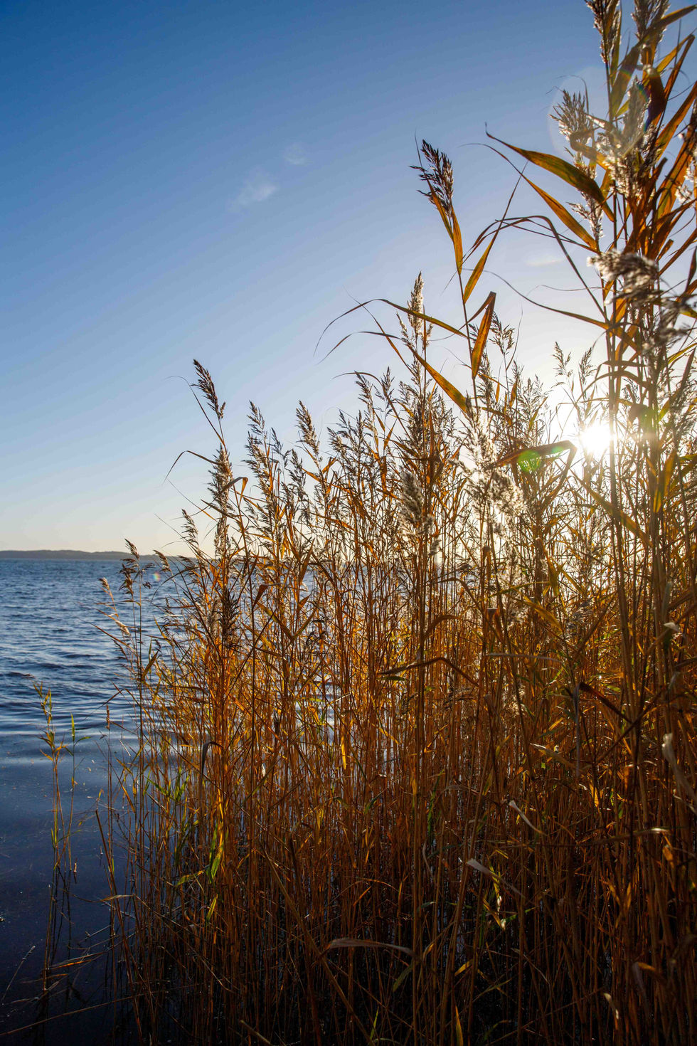 Sonne im Schilf am Bodden