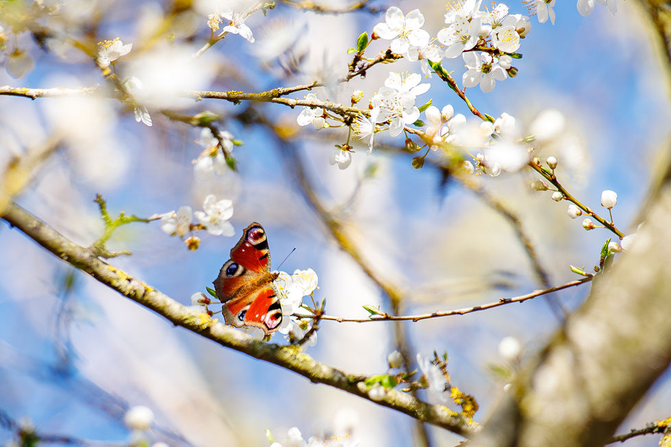 Tagpfauenauge in Kirschpflaume